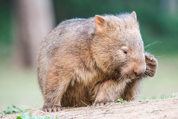 junger, wilder Wombat in Australien (Kangaroo Valley)