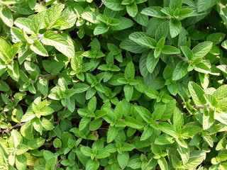 Fresh peppermint trees in organig garden.