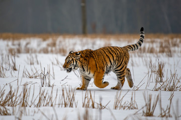 Siberian Tiger running in snow. Beautiful, dynamic and powerful photo of this majestic animal. Set in environment typical for this amazing animal. Birches and meadows