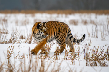 Siberian Tiger running in snow. Beautiful, dynamic and powerful photo of this majestic animal. Set in environment typical for this amazing animal. Birches and meadows