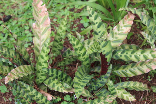 Bromelia from garden Indonesia in west Java