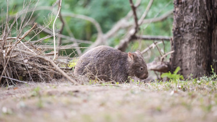 wilder, jugendlicher Wombar (Joey) mit Mama in Australien (Kangaroo Valley)