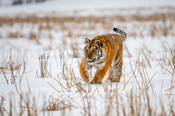 Siberian Tiger running in snow. Beautiful, dynamic and powerful photo of this majestic animal. Set in environment typical for this amazing animal. Birches and meadows