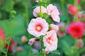 Hollyhock flower blossoms in the park, Luannan County, Hebei Province, China