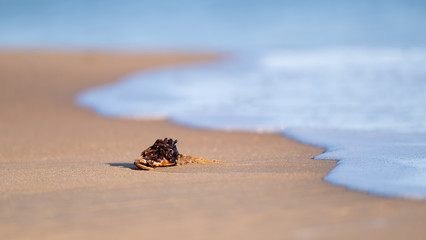 Seaweed washed up on a sandy beach which looks like a creature crawling out of the surf