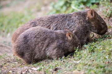 wilder, jugendlicher Wombar (Joey) mit Mama in Australien (Kangaroo Valley)