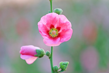 Hollyhock flower blossoms in the park, Luannan County, Hebei Province, China