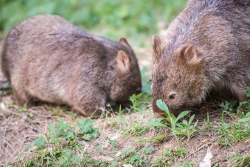 wilder, jugendlicher Wombar (Joey) mit Mama in Australien (Kangaroo Valley)