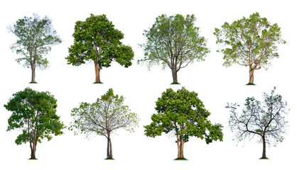 Isolated Tree collection on white background