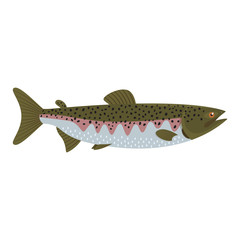 The female pink salmon (Oncorhynchus gorbuscha) is isolated on the white background.