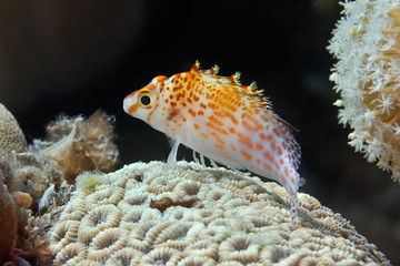 Coral Hawk (Cirrhitichthys falco) on a coral reef. Philippines.