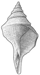 Australian trumpet shell illustration, drawing, engraving, ink, line art, vector © jenesesimre