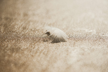 A white feather on the wet sand, beautiful feather's lines, sandy background