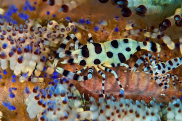 Coleman Shrimp on fire urchin. Philippines.