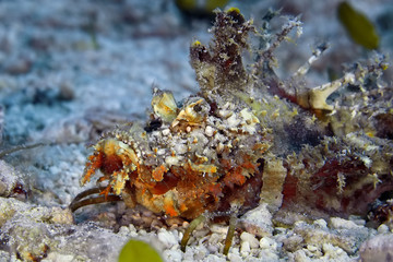 Devil scorpion fish (Walkman) lying on the sand waiting for prey. Underwater macro photography