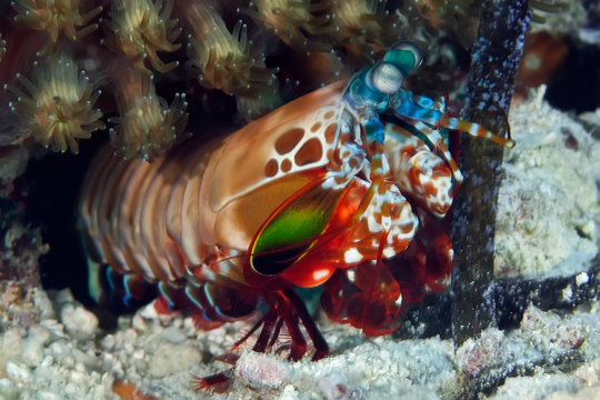 Peacock mantis shrimp gets out of his burrow. Underwater macro photography