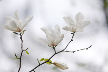 White open Magnolia flowers on a branch with green leaves against the sky in the Botanical garden. Soft focus, spring background.