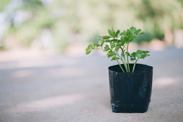 green plant in a pot