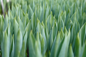 Green sprouts of tulips sprout from the ground.