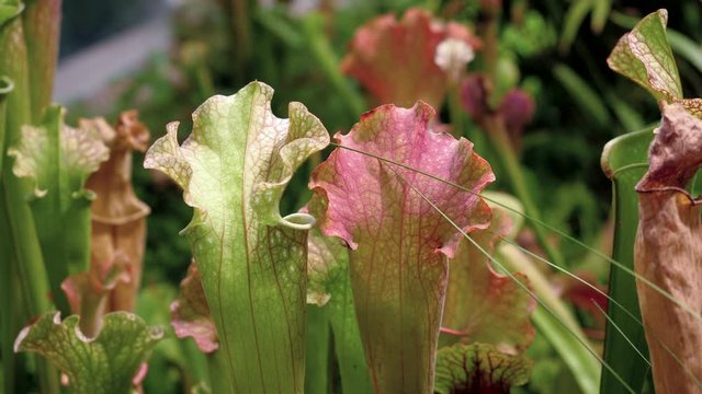 Close up of carnivorous flytrap plant - sarracenia. 4K