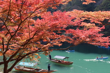 Fototapeta premium 嵐山の紅葉