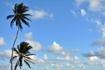 palm tree and blue sky