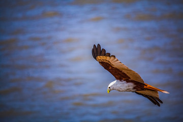 eagle in flight in sundarban