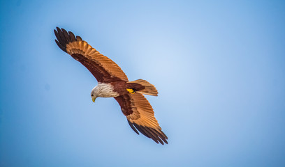 eagle in flight in sundarban