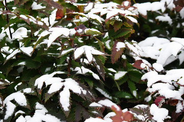  Photos of bushes under winter snow