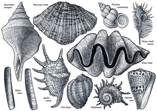 Shell collection, illustration, drawing, engraving, ink, line art, vector