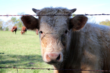 Kalb hinter dem Zaun