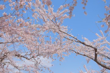 五稜郭公園の桜