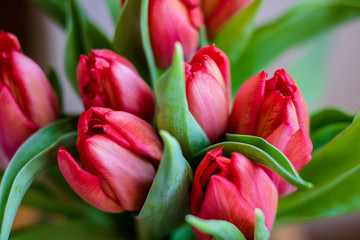 tulips in the garden