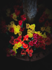 Beautiful colors flowers in dark scene nature wallpaper backgrounds