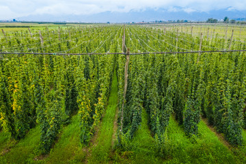 Fototapeta na wymiar Organic hops plantation ready to harvest. Traditional eco beer brewery.