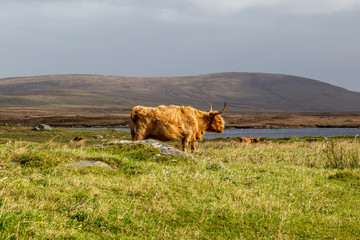 A Highland Cow on the Hebridean Island of North Uist