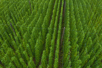 Fototapeta premium Hops field from above. Aerial view of hops plantation.