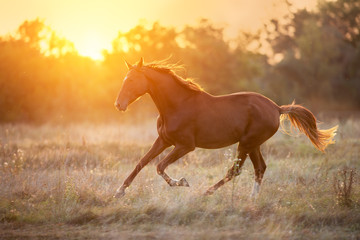 Red horse run in sunset light