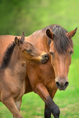 Bay little foal and mare on summer pasture rest and grazing