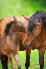 Bay little foal and mare on summer pasture rest and grazing
