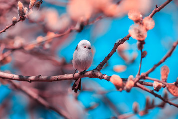 natural background with a long-tailed tit sits in a Sunny spring garden among pink branches