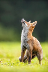 Young fox in its natural habitat in a summer meadow