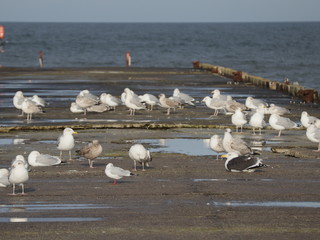 Möwen an der polnischen Ostsee