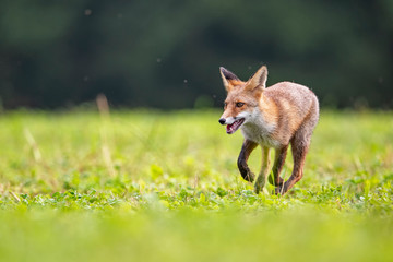 Young fox in its natural habitat in a summer meadow