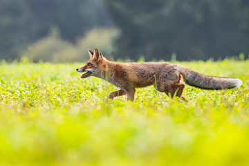 Young fox in its natural habitat in a summer meadow