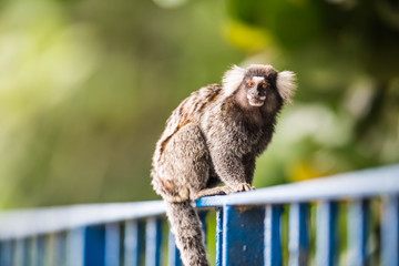 Weißbüscheläffchen oberhalb der Copacabana, Rio de Janeiro, Brasilien