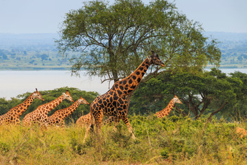 Giraffes against the background of the Nile River. Africa. Uganda. Murchinson Falls National Park.
