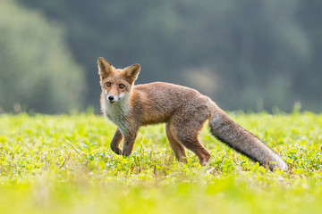 Young fox in its natural habitat in a summer meadow