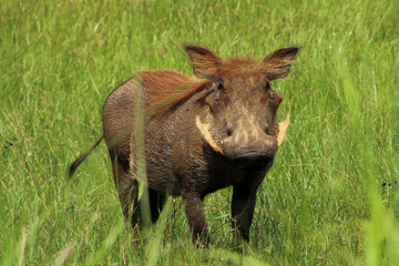 Warthog (Phacochoerus africanus massaicus) standing on grass