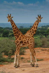 Naklejka na ściany i meble Two Giraffe, twisted bodies, play, jest, form a V shape, twins, duplicates